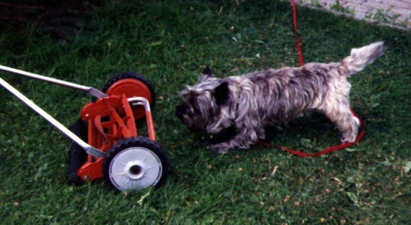 Dolle barking at a lawn mower.