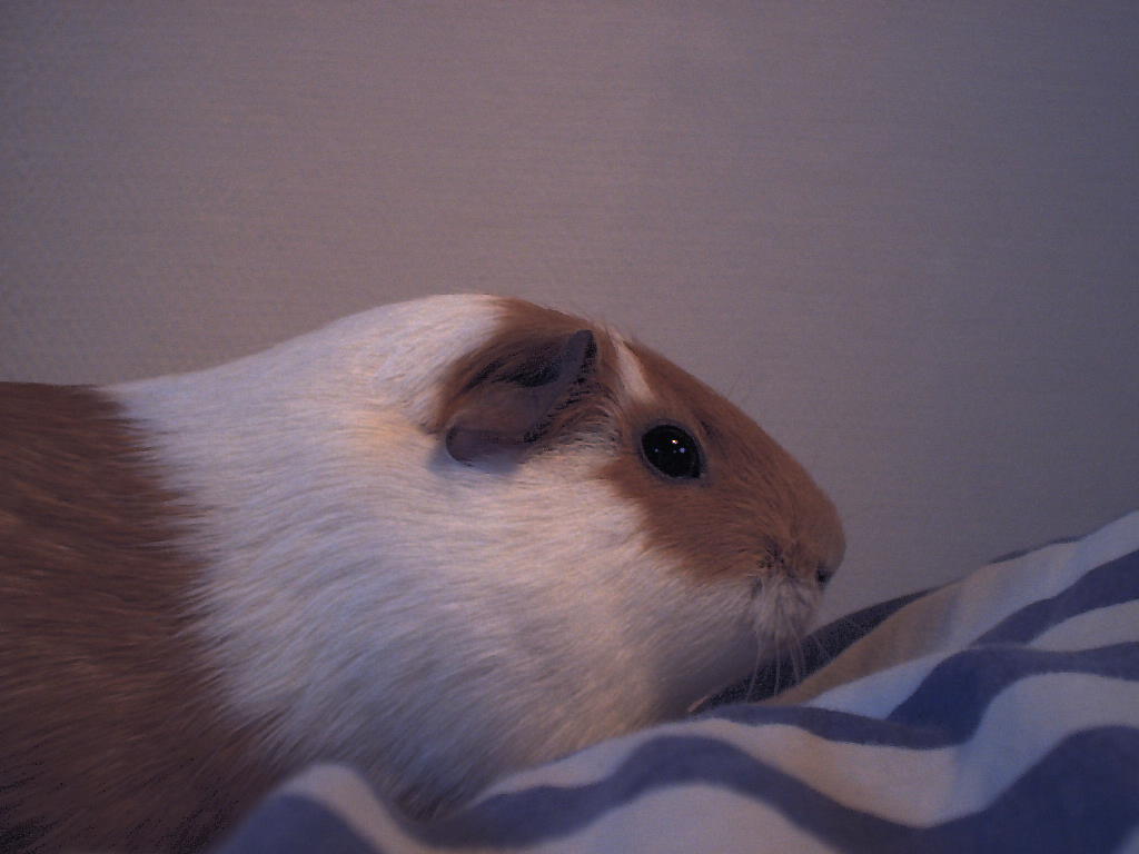 More piggy