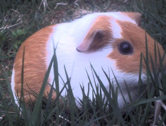 White and brown guinea pig sitting in the grass.